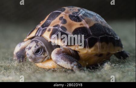 Hanover, Germany. 18th Feb, 2020. A three-day-old Madagascan spider turtle (Pyxis arachnoides) is sitting in the Hannover Zoo. The young with the spider web-like pattern on its back weighed just 10 grams at birth. The spider tortoise is endangered and very rare. Credit: Julian Stratenschulte/dpa/Alamy Live News Stock Photo