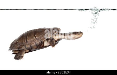 Side view of an African helmeted turtle under water, Pelomedusa subrufa, isolated on white Stock Photo