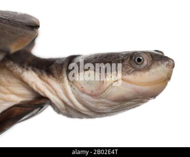 Close-up of an African helmeted turtle's profile, Pelomedusa subrufa, isolated on white Stock Photo