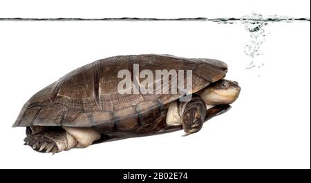 Side view of an African helmeted turtle under water, Pelomedusa subrufa, isolated on white Stock Photo