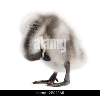 Fulvous Whistling Duck having a wash, Dendrocygna bicolor, 6 days old, isolated on white Stock Photo