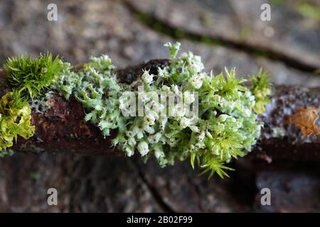 Various lichens growing on a branch in the woods Stock Photo