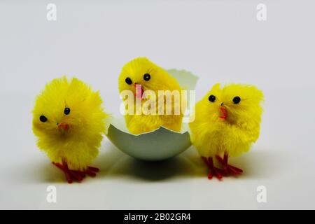 Three Yellow Easter Chicks and a Blue Eggshell on White Reflective Surface Stock Photo