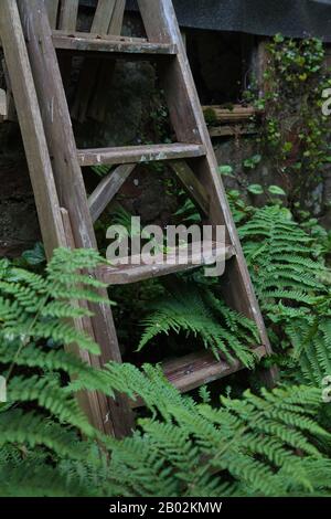 Wooden Garden ladders lent against green ferns. Stock Photo