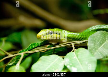 Gray tailed racer snake (Gonyosoma oxycephalum) between leaves, Borneo ...
