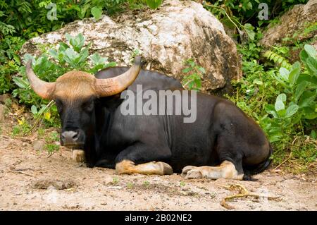 The gaur (Bos gaurus), also called Indian bison, is the largest extant bovine and is native to South Asia and Southeast Asia. The species is listed as vulnerable on the IUCN Red List since 1986, as the population decline in parts of the species' range is likely to be well over 70% during the last three generations. Population trends are stable in well-protected areas, and are rebuilding in a few areas which had been neglected.  The gaur is the tallest species of wild cattle. The Malayan gaur is called seladang, and the Burmese gaur is called pyoung. Stock Photo