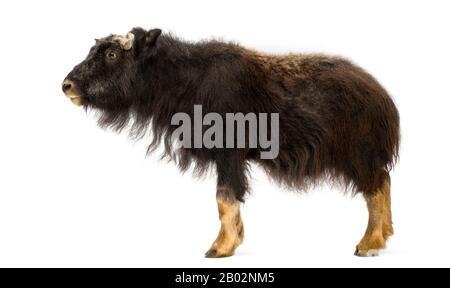 Side view of a Young Muskox standing, Ovibos moschatus, isolated on white Stock Photo