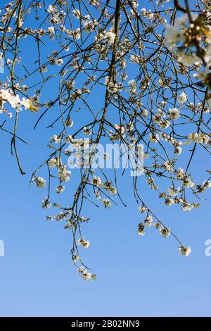 Delicate sprays of white blossom of Prunus avium  stands out from the clear blue sky in an English garden in Spring Stock Photo