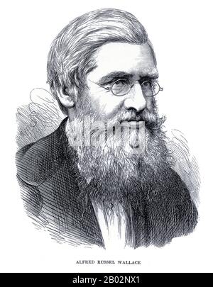 Alfred Russel Wallace OM FRS (8 January 1823 – 7 November 1913) was a British naturalist, explorer, geographer, anthropologist, and biologist. He is best known for independently conceiving the theory of evolution through natural selection; his paper on the subject was jointly published with some of Charles Darwin's writings in 1858. This prompted Darwin to publish his own ideas in On the Origin of Species.  Wallace did extensive fieldwork, first in the Amazon River basin and then in the Malay Archipelago, where he identified the faunal divide now termed the Wallace Line, which separates the In Stock Photo