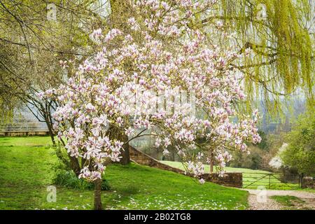 A fine Magnolia tree in full flower showing how conflict with a Prunus avium on the left has inhibited flowering growth on that side of the tree. The Stock Photo