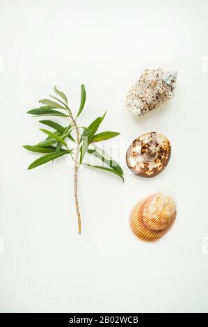 Summer time concept with sea shells and beautiful olive branch on white background. Stock Photo