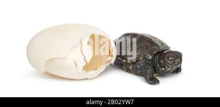 European pond turtle, Emys orbicularis, next to the egg from which he hatched out, 2 days Stock Photo