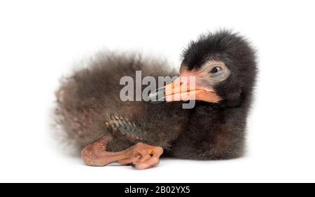 Scarlet ibis chick, Eudocimus ruber, 5 days Stock Photo