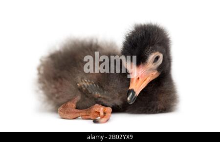 Scarlet ibis chick, Eudocimus ruber, 5 days Stock Photo