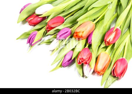 Colorful spring tulips on white background Stock Photo