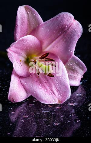 Closeup of a beautiful pink lily flower on a dark surface with water drops Stock Photo