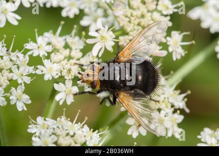 Giant tachnid fly (Tachina grossa) on flowerheads of Creeping Thistle ...