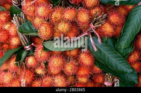 The rambutan (Nephelium lappaceum) is a medium-sized tropical tree in the family Sapindaceae. The fruit produced by the tree is also known as rambutan.  The name rambutan is derived from the Malay/Indonesian word rambutan, meaning 'hairy', rambut the word for 'hair' in both languages, a reference to the numerous hairy protuberances of the fruit, together with the noun-building suffix -an.  In Vietnam, it is called chôm chôm (meaning 'messy hair') due to the spines covering the fruit's skin. Stock Photo