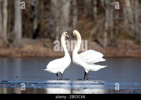 A pair of mute swans interact on a frozen lake in winter their necks make the shape of a heart Stock Photo