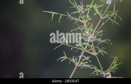 Bamboo leaves with water droplets. Stock Photo