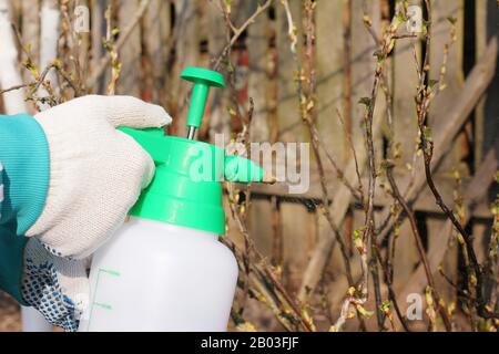 Spraying insecticide Stock Photo