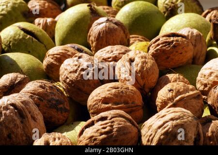 Close-up on walnuts freshly shelled and on nuts in green husk. Autumn harvest from the orchard. Stock Photo