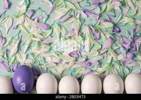 Easter background with eggs. Warm spring green, with chrysanthemum flower petals. White eggs frame two layouts, one purple egg is classic blue. Stock Photo