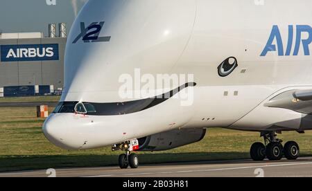 Airbus Beluga XL landing at Airbus Broughton cheshire. Stock Photo