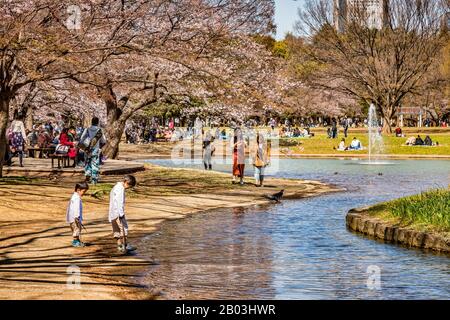 24 March 2019: Tokyo, Japan - People gather for hanami, cherry blossom viewing, around the lake in Yoyogi Park, Tokyo. This park is free to enter. Stock Photo