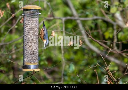 Eurasian nuthatch, Sitta europaea, feeding in typical head-down stance at a bird feeder with sunflower hearts in a garden in Surrey, England in winter Stock Photo