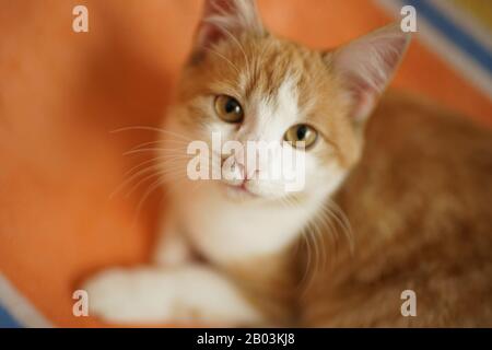 Ginger kitten resting on an orange blanket. Portrait of a domestic cat. Stock Photo