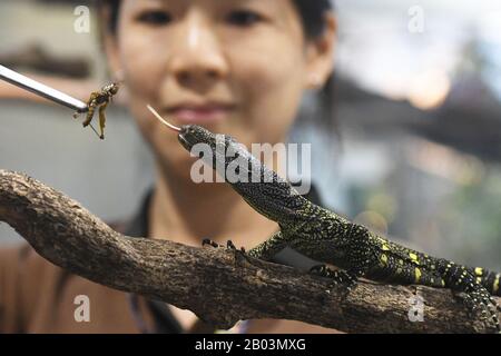 Singapore. 18th Feb, 2020. A crocodile monitor hatchling is seen at the Singapore Zoo on Feb. 18, 2020. The animals under the care of the Wildlife Reserves Singapore (WRS) gave birth to over 660 babies and hatchlings representing 121 species in 2019. Credit: Then Chih Wey/Xinhua/Alamy Live News Stock Photo