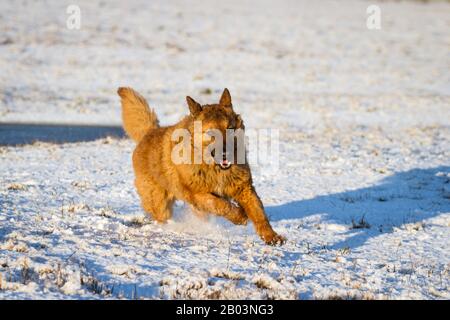 Westerwälder Kuhhund (Altdeutscher Hütehund, Old German Sheepdog) running in the snow Stock Photo
