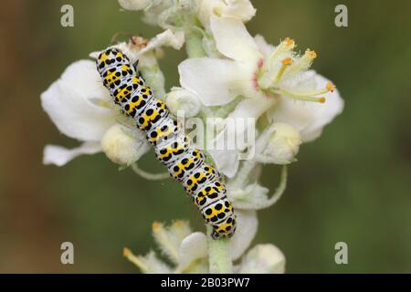 Mullein Moth caterpillar Cucullia verbasci on White Mullein Verbascum lychnitis Stock Photo
