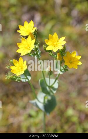 Yellow-wort Blackstonia perfoliata Stock Photo