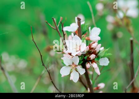 flower of Nanking cherry. White flowers Prunus tomentosa on a bush Korean cherry. Flowers cherry tree blossomed. Honey and medicinal plants Ukraine. F Stock Photo