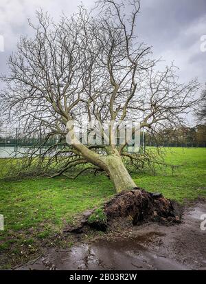 Large, Uprooted Tree in a Park After Massive Storm - UK Stock Photo