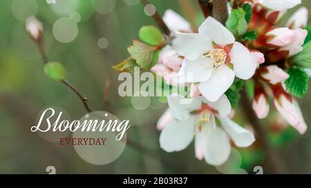 Text BLOOMING EVERYDAY flower of Nanking cherry. White flowers Prunus tomentosa on a bush Korean cherry. Flowers cherry tree blossomed. Honey and medi Stock Photo