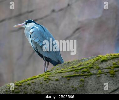 Gray beautiful graceful heron standing on the rocky coastline and looking for fish. Pacific ocean, Costa Rica. Stock Photo