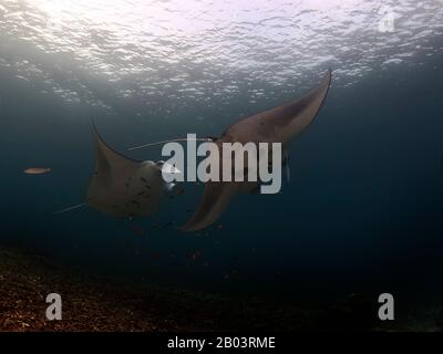 Manta ray swim into clear blue water Stock Photo