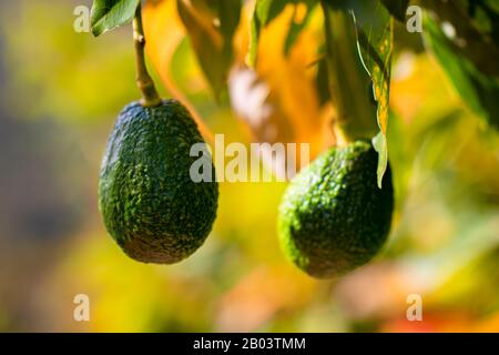 Avocados are seen growing on a tree at a farm near Sonsón, Antioquia department, Colombia. Stock Photo