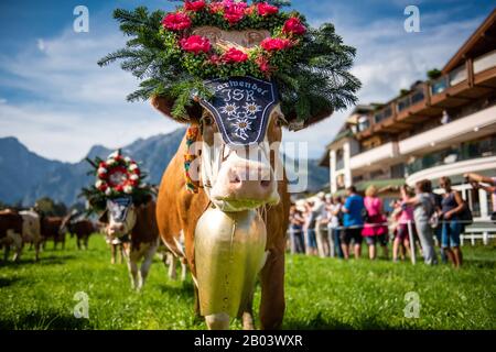 Alpine Cattle Drive in Pertisau at Lake Achensee in Tyrol / Austria Stock Photo