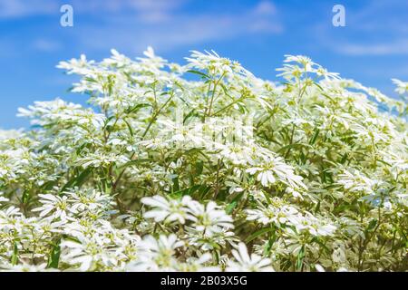 White Christmas bush (Euphorbia leucocephala) on blue sky background Stock Photo