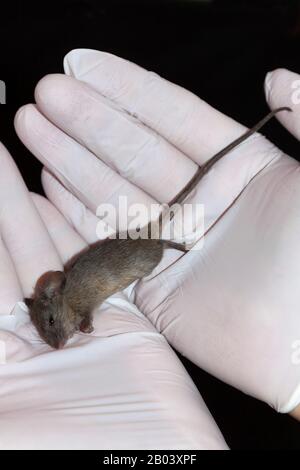house mouse (Mus musculus), hand with hanging down white mouse and ...