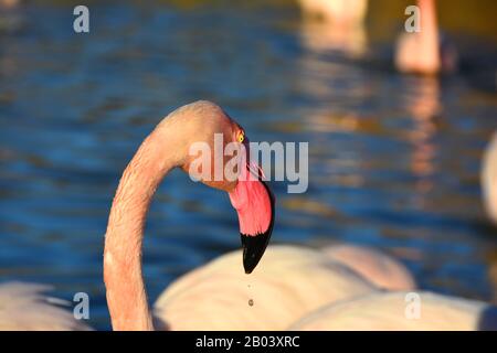 Droplet of water dripping from a flamingo's beak Stock Photo