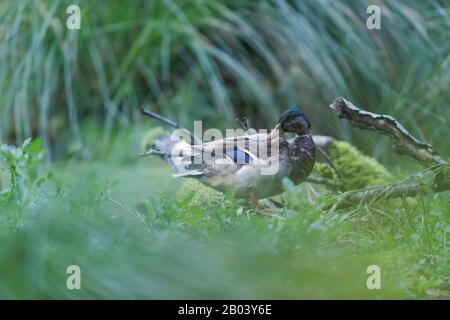 Mallard duck between tall grass at edge of pond. Stock Photo