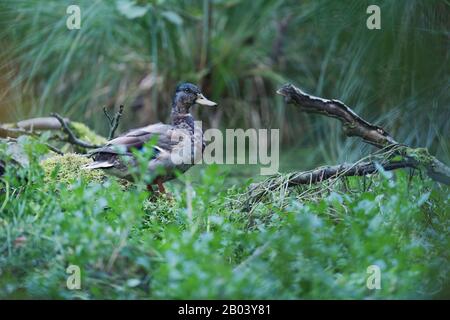 Mallard duck between tall grass at edge of pond. Stock Photo