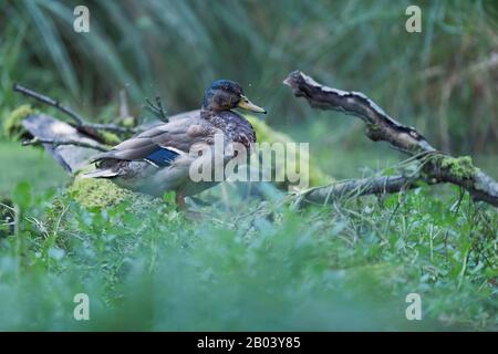 Mallard duck between tall grass at edge of pond. Stock Photo