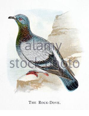 Rock Dove (Columba livia), vintage illustration published in 1898 Stock Photo