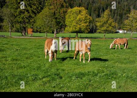 Haflinger horses in the Karwendel mountains in Tyrol / Austria Stock Photo